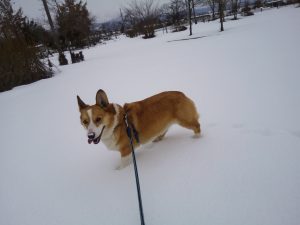 ウエルッシュコーギーペンブローク　雪の散歩