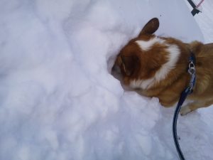 雪　犬　ウエルッシュコーギーペンブローク