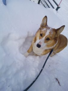雪　犬　ウエルッシュコーギーペンブローク