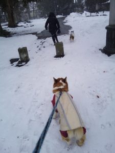 ウエルッシュコーギーペンブローク　コーイケルホンディエ　雪の犬の散歩
