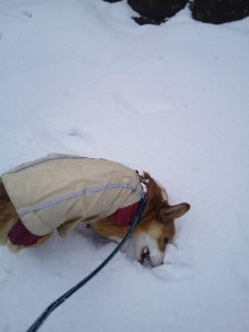 ウエルッシュコーギーペンブローク　雪の犬の散歩