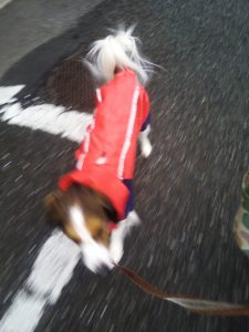 雨上がり　犬の散歩　犬のレインコート　コイケルホンディエ