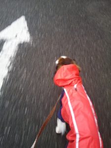 雨上がり　犬の散歩　犬のレインコート　コイケルホンディエ