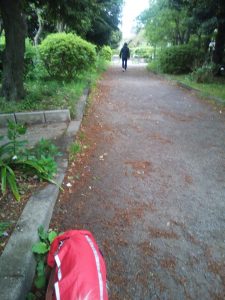 狛江市野川緑地公園　犬の散歩　コイケルホンディエ