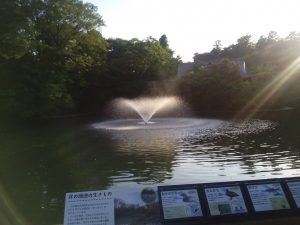 井の頭公園　噴水