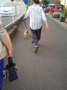 柴犬　子犬　犬のお散歩