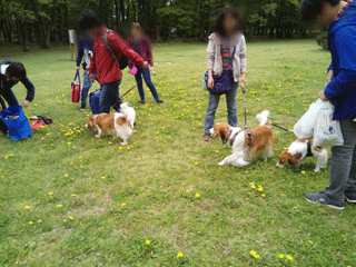 都立野川公園　コイケルホンディエ　犬の散歩