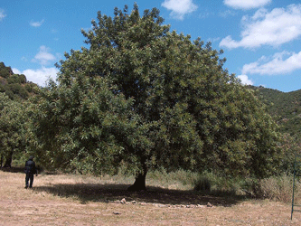 キャロブの木