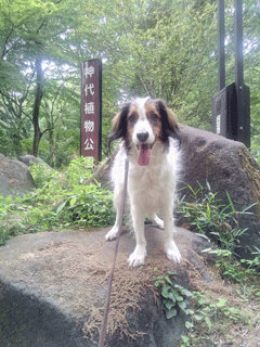 コイケルホンディエ　犬の散歩　神代植物公園