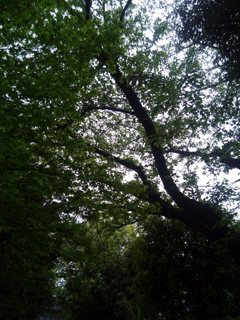 狛江市野川緑地公園の桜の木