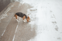 ビーグル子犬　雪の犬の散歩