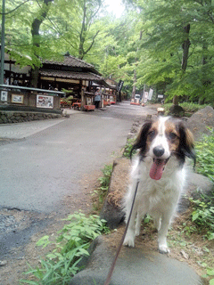 コイケルホンディエ　犬の散歩　蕎麦屋