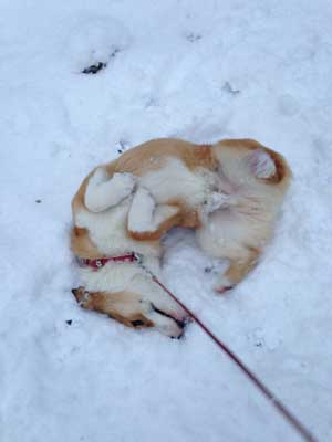 コーギー　雪遊びをする犬