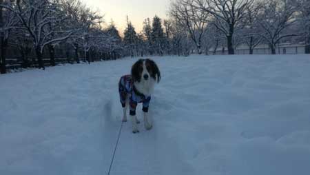 コイケルホンディエ　雪遊びをする犬　つるロン