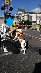 世田谷区のコイケル、子犬の社会化