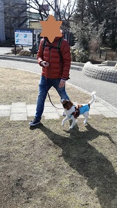 世田谷区のコイケル、お散歩練習