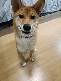 柴犬 トイレのしつけ