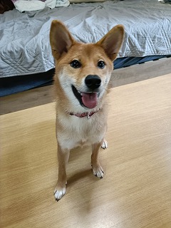 柴犬　子犬