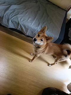 柴犬